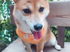 -柴犬高等学院·狗咖·柴犬售卖·宠物训练