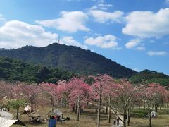 -风云岭森林公园