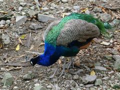-藏龙百瀑风景区
