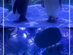 -上海海昌海洋公园