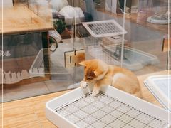 -狗道宠物(常熟印象城店)