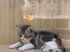 -屋虎猫馆(宝安大仟里店)