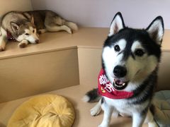 -Husky Go! 哈士奇体验馆·宠物咖啡厅狗咖