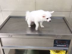 -申普宠物医院·眼科·心内科·影像科(普陀分院)