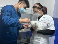 -特一安24小时宠物医院·骨科·中兽医