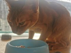 -猫小院猫主题咖啡厅(北锣店)