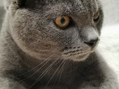 -藏猫猫咖啡主题馆(中央大道店)