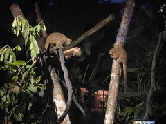 -夜间野生动物园