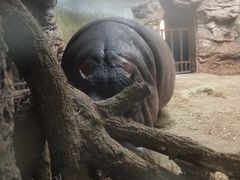 河马犇犇20201115-北京动物园