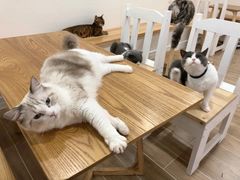 -李小姐の猫咖啡馆(五角场店)