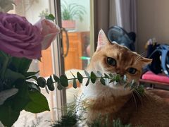 -lincat·猫舍(广州店)