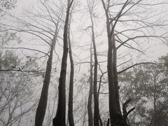 -青峰峡国家森林公园