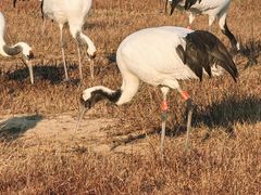 -盐城丹顶鹤湿地生态旅游区