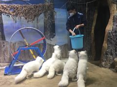 -芜湖新华联大白鲸海洋公园