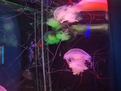 -太平洋海底世界