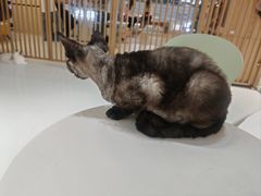 -尚品天城