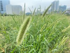 -光明小镇欢乐田园