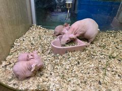 -藦茜花园宠物主题亲子互动体验馆(国顺东路店)