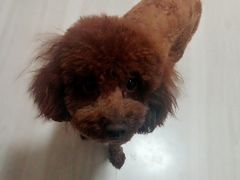 -欧奕国际动物医院