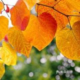 仙女山的秋天