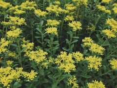 -野鸭湖国家湿地公园