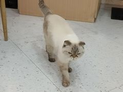 -喵园·猫主题咖啡厅·撸猫·猫咖(国贸店)