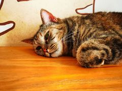 -是阿柴呀！柴犬咖啡·爱喵喵猫咖