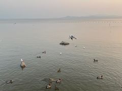 -深圳湾公园(南山区)