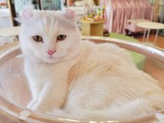 -MOYOYO猫咪咖啡店