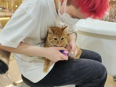 -momokira米努特·德文卷毛猫·棉花面纱犬
