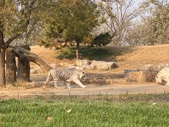 -北京野生动物园