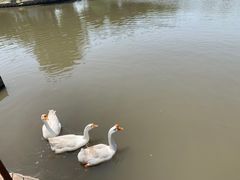 -鹅湖玫瑰文化园