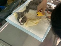 -申普宠物医院·心脏介入·心血管微创(总院)