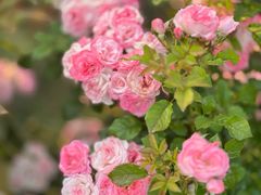-蘇河湾·新鲁菜·泰山宴(泰山店)