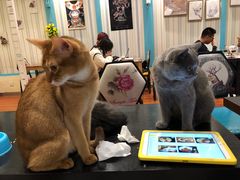 -猫小院猫主题咖啡厅(北锣店)