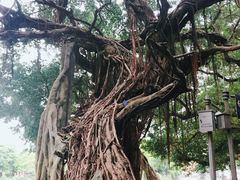 -小洲村