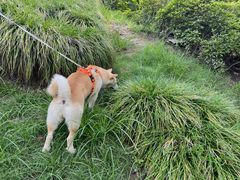 -泰州凤城河风景区-泰山公园