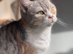 -豆逗聊愈猫阁Easy Life