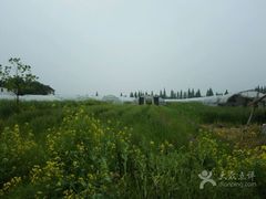 -青浦采草莓天天草莓园