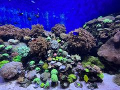 -珠海长隆海洋王国