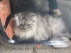 -瑞派康怡24h宠物医院·犬猫医疗中心·微创绝育(瑞景分院)