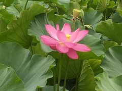 -莲湖公园