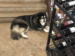 -more than meow吴止猫主题餐厅(承德 中船汇店)