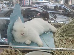 -香港宠物街