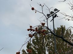 -万柳高尔夫俱乐部