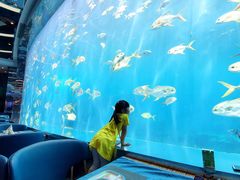 -瑞德姆美人鱼海底演艺主题餐厅(亚龙湾店)