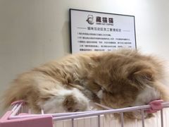 -藏猫猫咖啡主题馆(中央大道店)