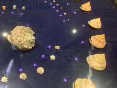 -青岛贝壳博物馆
