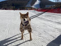 -多乐美地滑雪场