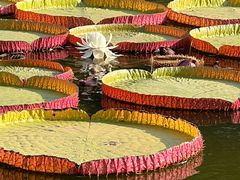 -国家植物园南园